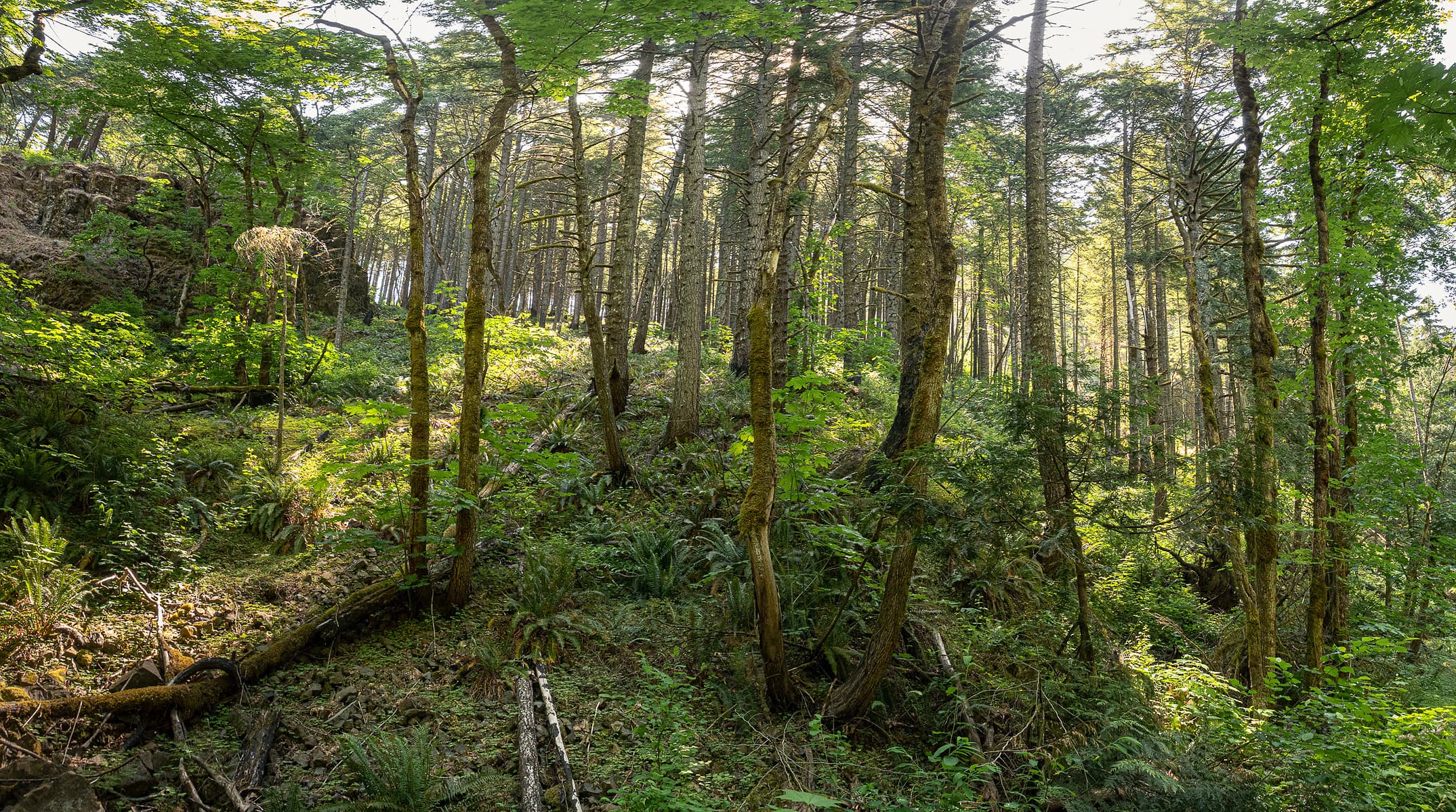Oregon Forest