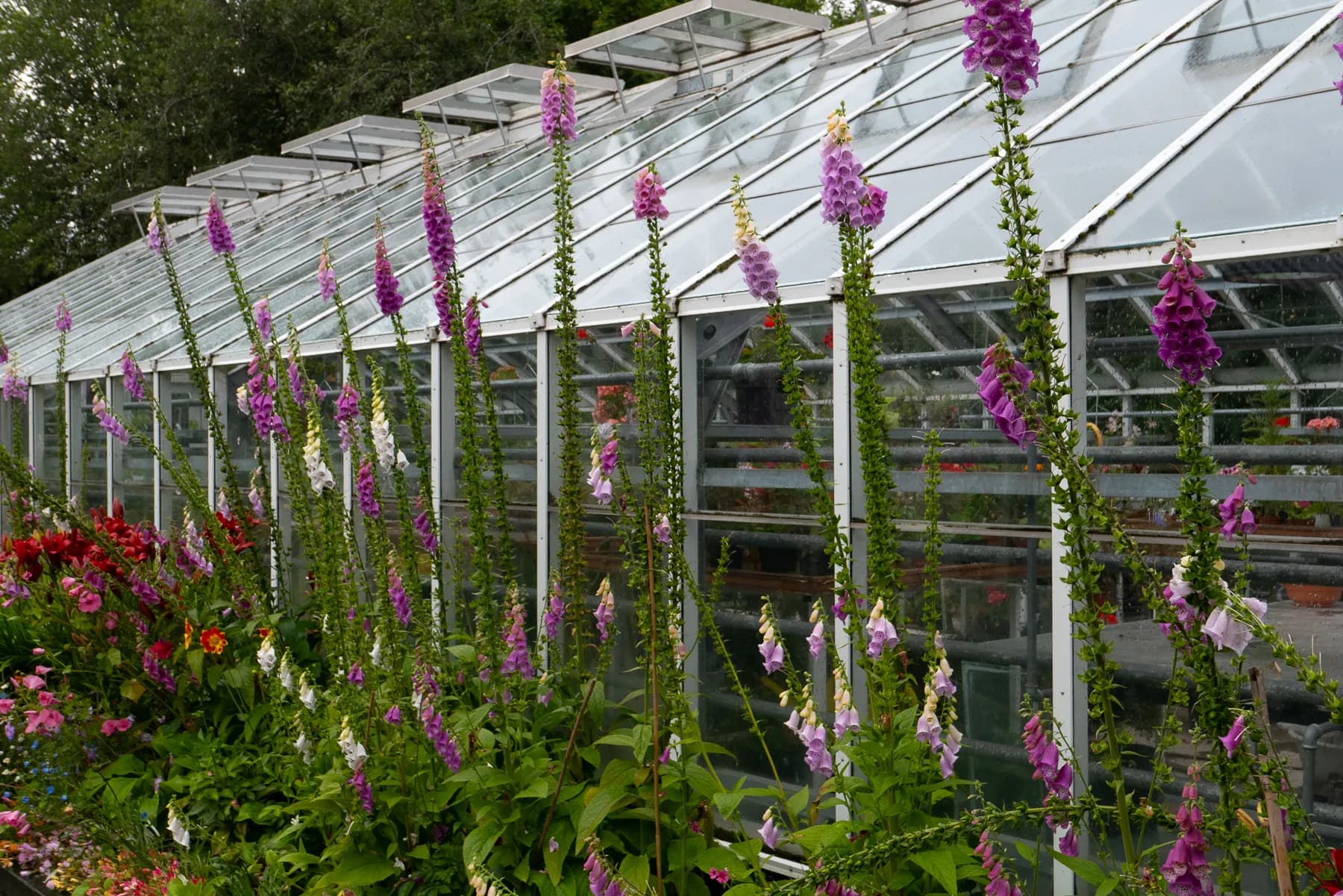 Akureyri Botanical Garden hot house