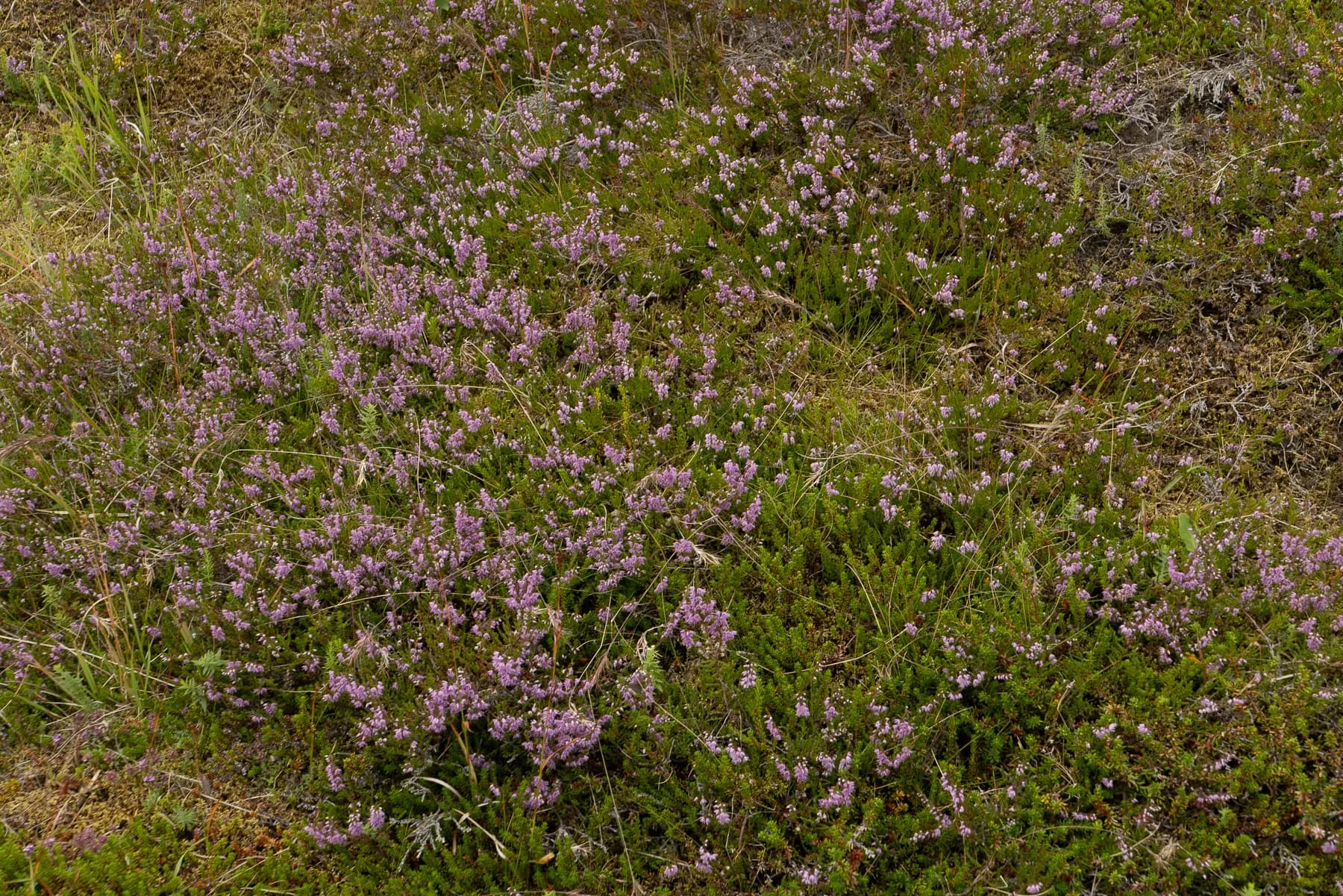 Close-up of purple wildflowers growing in the grass at Þingvellir National Park, Iceland.