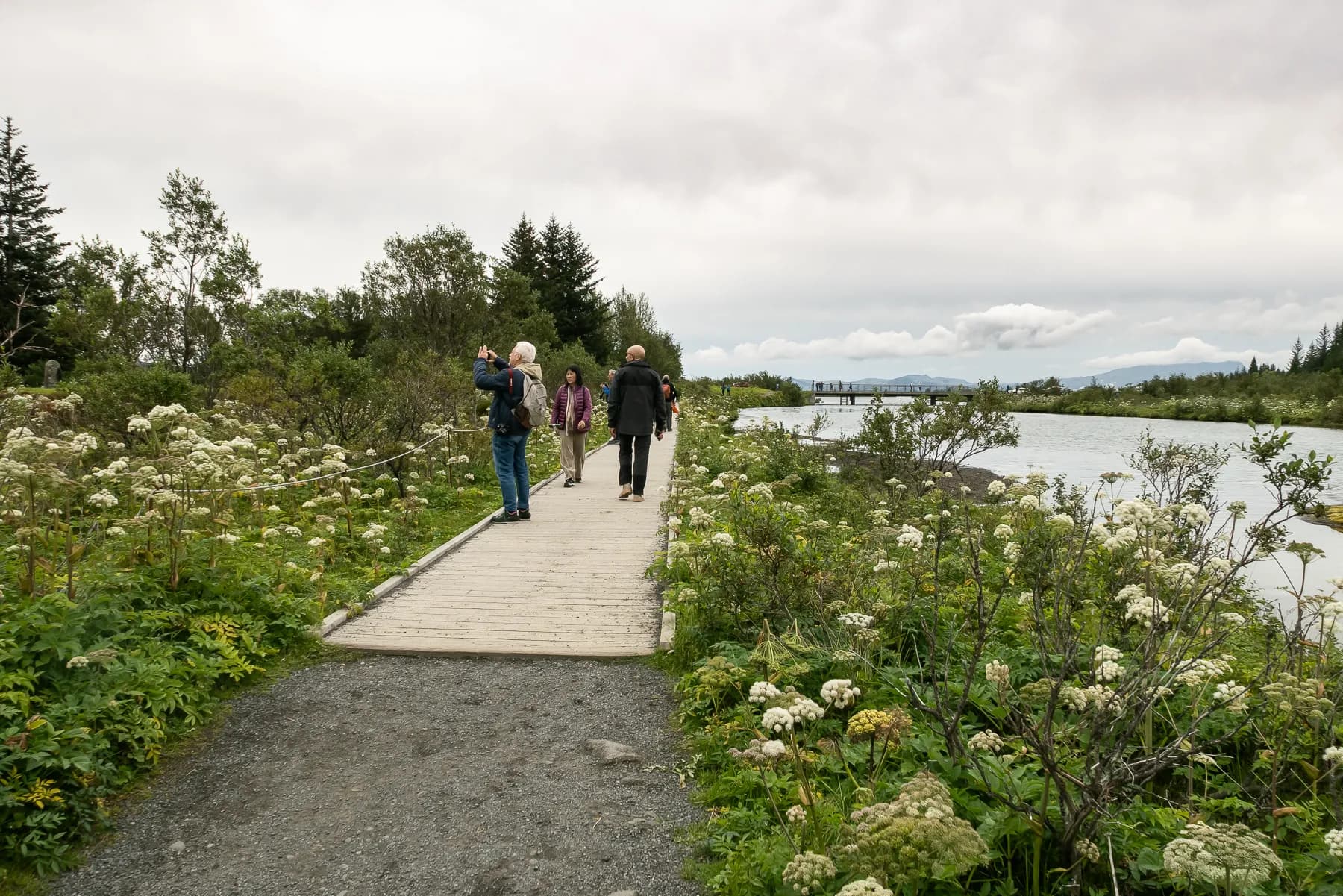 Pathway lined with wildflowers leading through Þingvellir National Park toward distant water and hills.