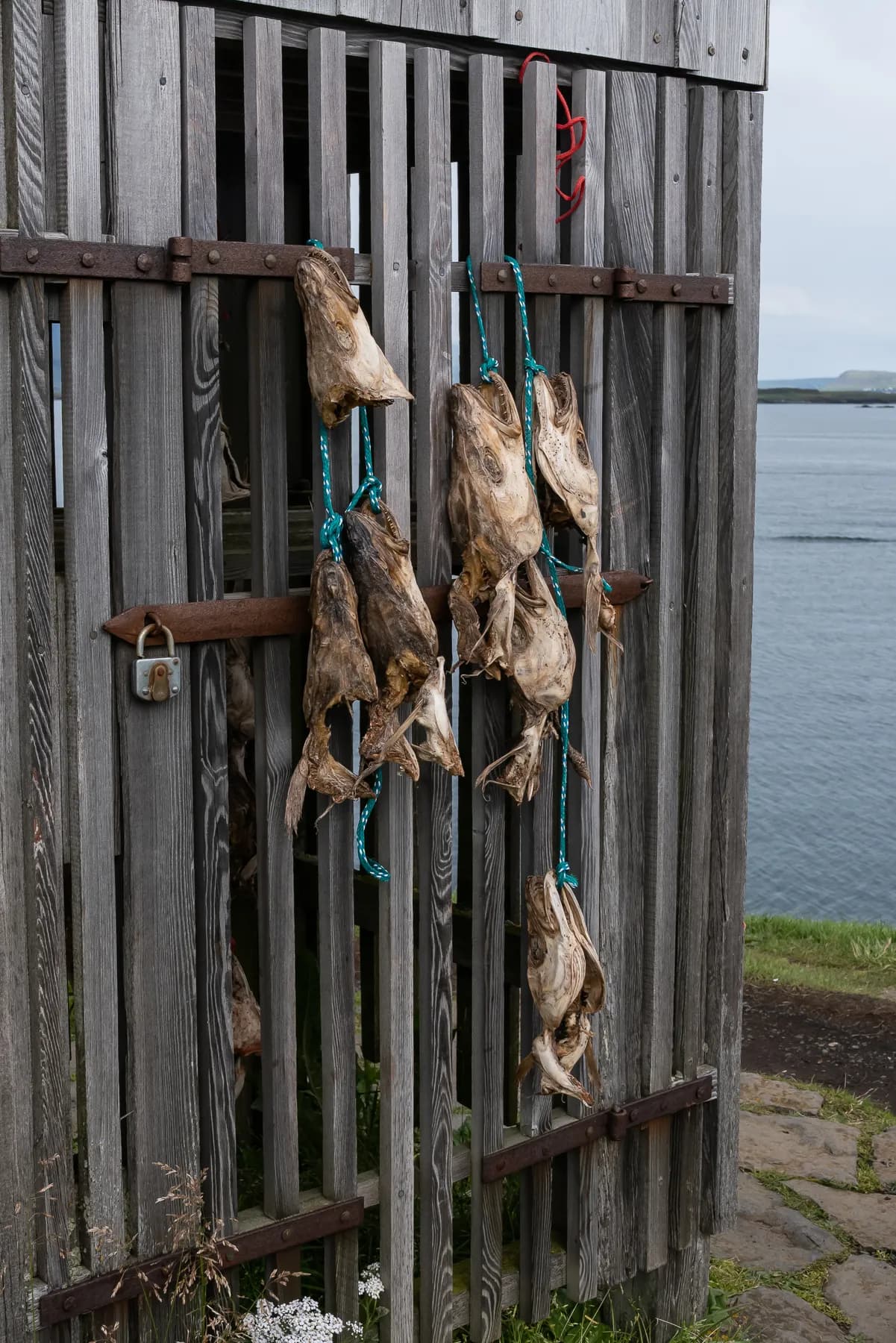 Fishing shack with dried cod heads