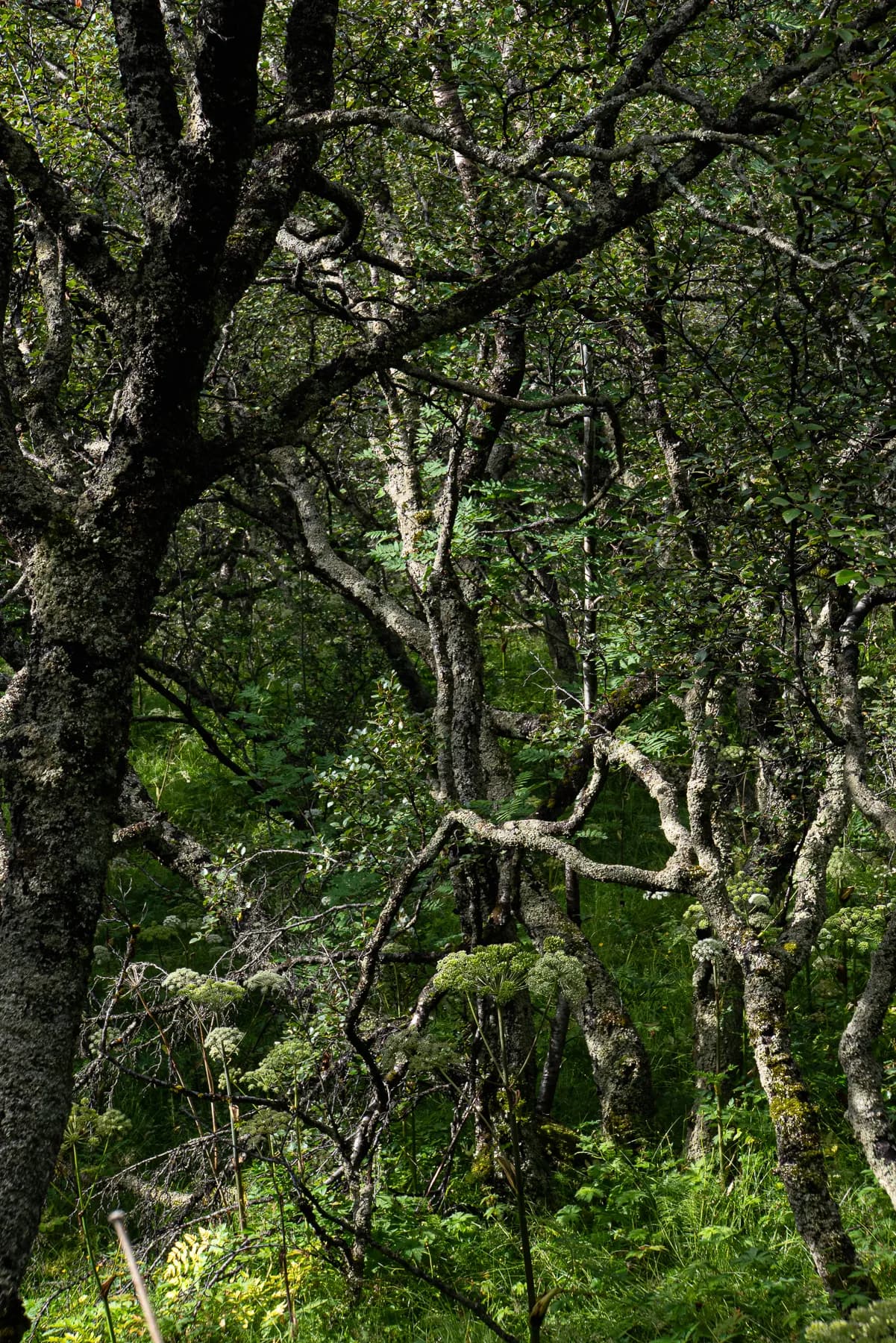 Skaftafell National Park - trees